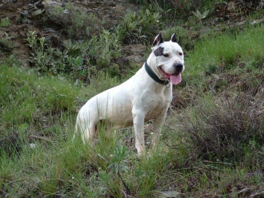 Este es el papa de Ecko, se llamaba Eros, murió de viejito, aunque antes de irse, me dejo a Ecko un cachorro precioso y muy bueno que hace que recordar a Eros no sea tan duro, aunque seguro que nunca lo olvidaremos..